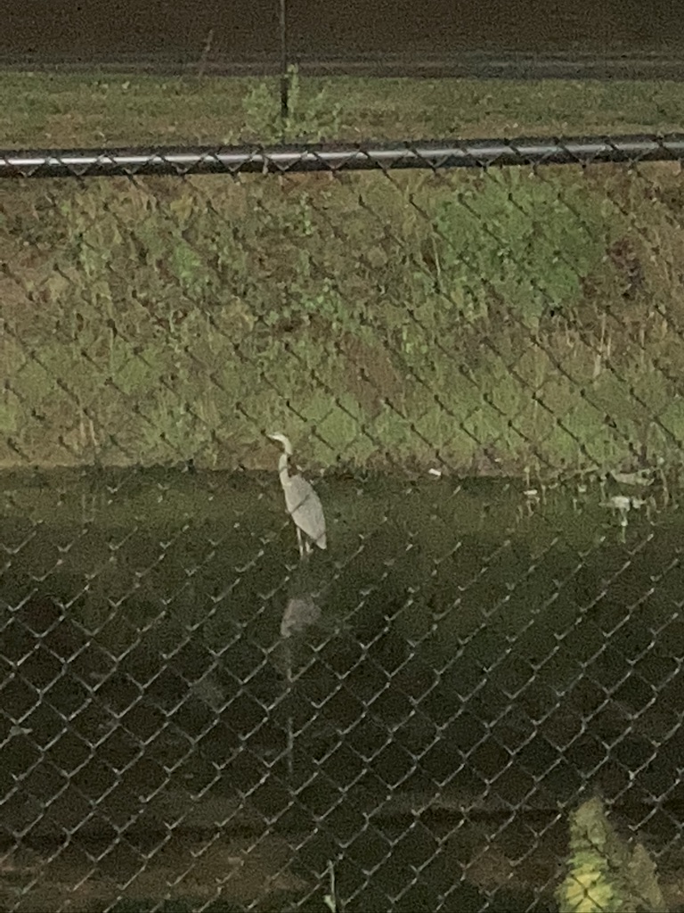 blue heron in a draining ditch behind a chain link fence