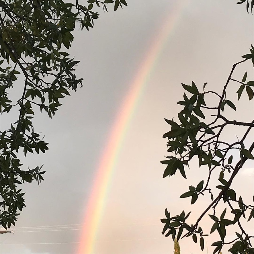 Rainbow between two tree branches.