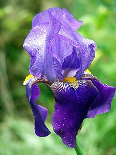 Purple iris on a blurred green background.