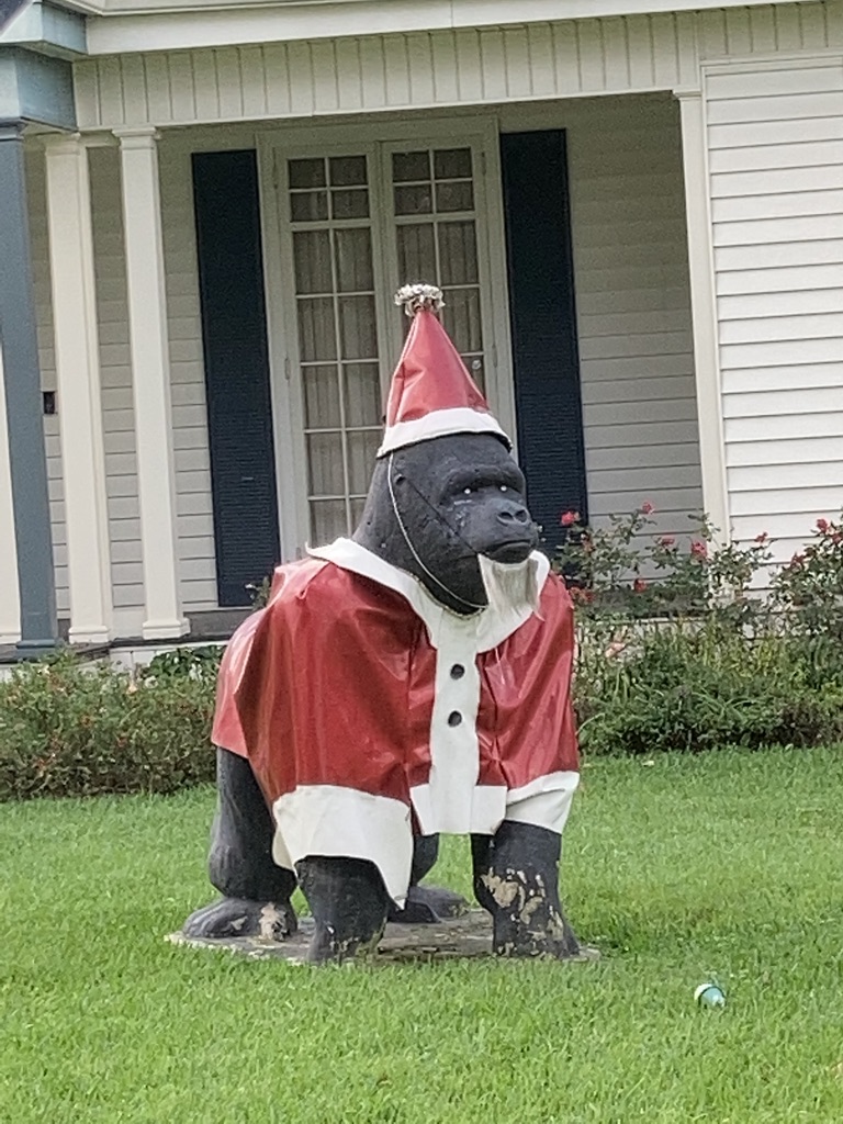 Photo of a 3 foot tall statute of a gorilla wearing a Santa jacket, hat and white beard in the front lawn of a house.